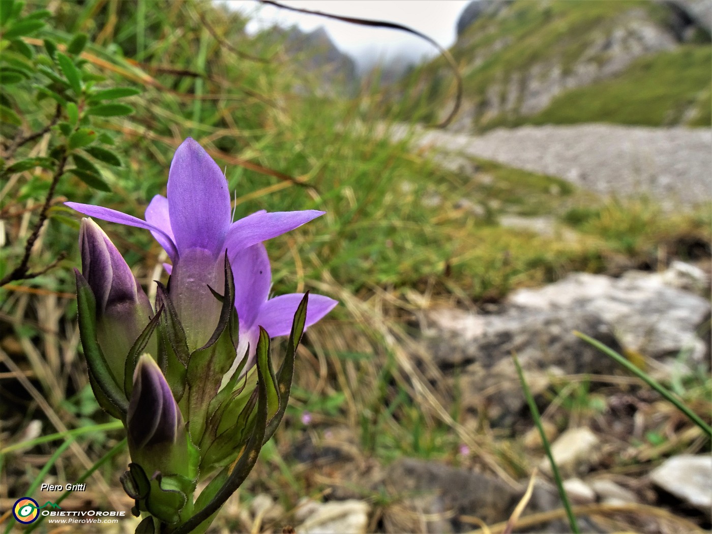34 Gentianella rhaetica (Genzianella retica).JPG
